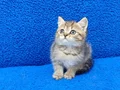 KAÇIRILMİCAK GOLDEN TABY YAVRU TESLİME HAZIRDIR