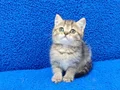 KAÇIRILMİCAK GOLDEN TABY YAVRU TESLİME HAZIRDIR