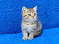 KAÇIRILMİCAK GOLDEN TABY YAVRU TESLİME HAZIRDIR