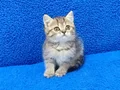 KAÇIRILMİCAK GOLDEN TABY YAVRU TESLİME HAZIRDIR