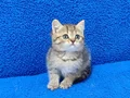 KAÇIRILMİCAK GOLDEN TABY YAVRU TESLİME HAZIRDIR