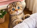 Güzelim golden taby top kafa ponçikler