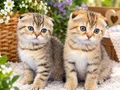Güzelim golden taby top kafa ponçikler