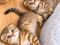 Güzelim golden taby top kafa ponçikler