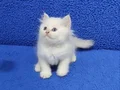 Longhair btitish yavrumuz teslime hazır bir mavi boncuk