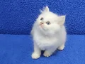 Longhair btitish yavrumuz teslime hazır bir mavi boncuk