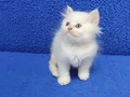 Longhair btitish yavrumuz teslime hazır bir mavi boncuk