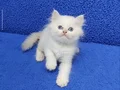 Longhair btitish yavrumuz teslime hazır bir mavi boncuk