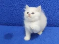 Longhair btitish yavrumuz teslime hazır bir mavi boncuk