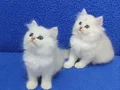 Silver longhair british bebek yavrular kalite bambaşka