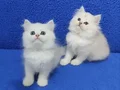 Silver longhair british bebek yavrular kalite bambaşka