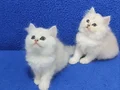 Silver longhair british bebek yavrular kalite bambaşka