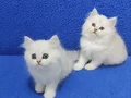 Silver longhair british bebek yavrular kalite bambaşka