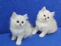 Silver longhair british bebek yavrular kalite bambaşka