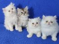 chinchilla bebek ponçikler teslime hazırdır 