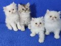 chinchilla bebek ponçikler teslime hazırdır 