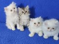 chinchilla bebek ponçikler teslime hazırdır 