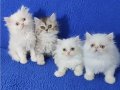 chinchilla bebek ponçikler teslime hazırdır 