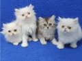 chinchilla bebek ponçikler teslime hazırdır 
