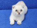 Lynx point scottish fold yavrumuz teslime hazır