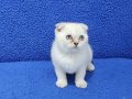 Lynx point scottish fold yavrumuz teslime hazır