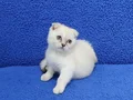 Lynx point scottish fold yavrumuz teslime hazır
