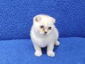 Lynx point scottish fold yavrumuz teslime hazır