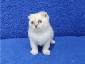 Lynx point scottish fold yavrumuz teslime hazır