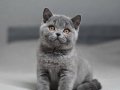 LİLAK BRİTİSH ŞORTHAİR YAVRUMUZ TESLİME HAZIRDIR