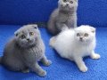 Scottish fold ponçikler kaçmaz top kafalar