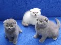 Scottish fold ponçikler kaçmaz top kafalar