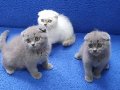Scottish fold ponçikler kaçmaz top kafalar
