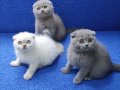 Scottish fold ponçikler kaçmaz top kafalar