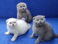 Scottish fold ponçikler kaçmaz top kafalar