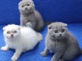 Scottish fold ponçikler kaçmaz top kafalar