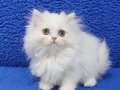İstanbul içi 7/24 adrese teslim british longhair güzellik