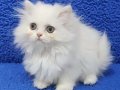 İstanbul içi 7/24 adrese teslim british longhair güzellik