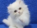 İstanbul içi 7/24 adrese teslim british longhair güzellik