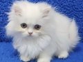 İstanbul içi 7/24 adrese teslim british longhair güzellik