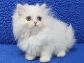 İstanbul içi 7/24 adrese teslim british longhair güzellik