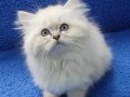 İstanbul içi 7/24 Adrese teslim british fold longhair