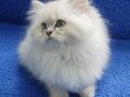 İstanbul içi 7/24 Adrese teslim british fold longhair