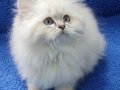 İstanbul içi 7/24 Adrese teslim british fold longhair