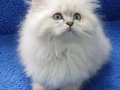 İstanbul içi 7/24 Adrese teslim british fold longhair