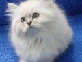 İstanbul içi 7/24 Adrese teslim british fold longhair