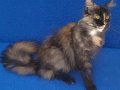 Asil Kraliçe Dev Cüsseli Maine Coon Tortie