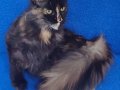 Asil Kraliçe Dev Cüsseli Maine Coon Tortie