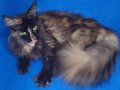 Asil Kraliçe Dev Cüsseli Maine Coon Tortie