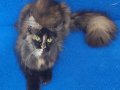 Asil Kraliçe Dev Cüsseli Maine Coon Tortie