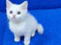 TESLİME HAZIR BİR BEYAZ MAVİŞ PONÇİK